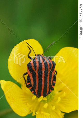 Vertical closeup on the red and black striped shieldbug, Graphosoma italicum in a yellow buttercup flower 102617739