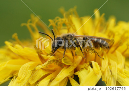 Close up on a female red- bellied miner solitary bee, Andrena ventralis on a dandelion 102617746