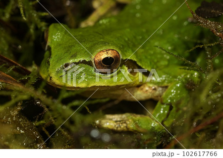 Closeup on a green North-American Pacific treefrog ,Pseudacris regilla sitting on moss 102617766