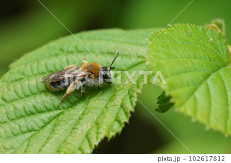 Close-up on a female Early mining bee, Andrena haemorrhoa sitting on a green leaf 102617812