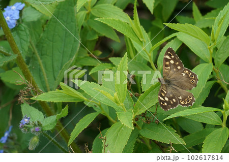 Closeup on a fresh emerged speckled wood butterfly, Pararge aegeria, sitting with spread wings in a shrub 102617814
