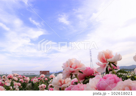埼玉県深谷市ふかや花園プレミアムアウトレットの隣　花園芍薬園の美しい芍薬 102618021