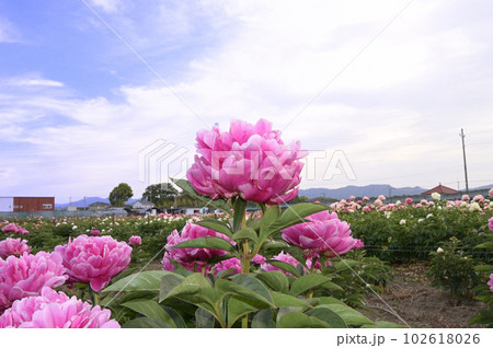 埼玉県深谷市ふかや花園プレミアムアウトレットの隣　花園芍薬園の美しい芍薬 102618026