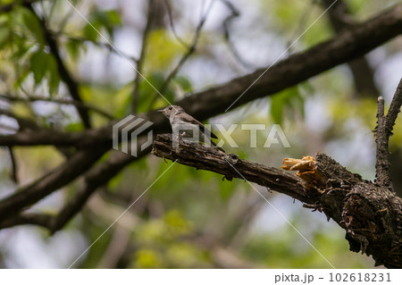 コサメビタキ コサメビタキ 102618231