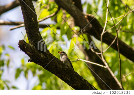 コサメビタキ コサメビタキ 102618233