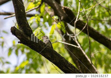 コサメビタキ コサメビタキ 102618237
