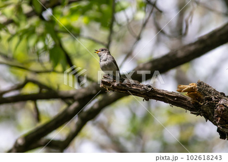 コサメビタキ 102618243