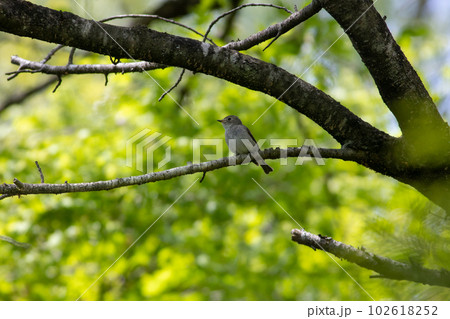 コサメビタキ 102618252