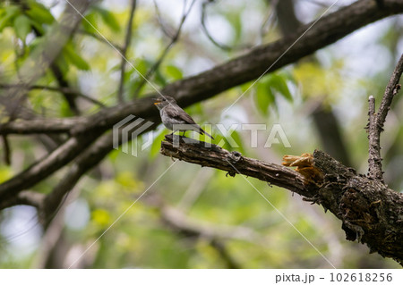 コサメビタキ コサメビタキ 102618256