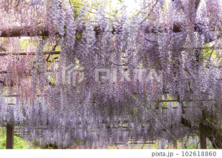 種松山公園の藤の花 種松山公園の藤の花 102618860