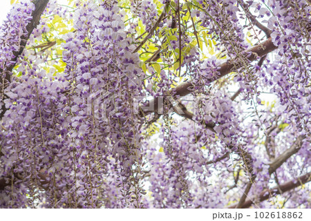 種松山公園の藤の花 102618862