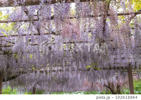 種松山公園の藤の花 種松山公園の藤の花 102618864