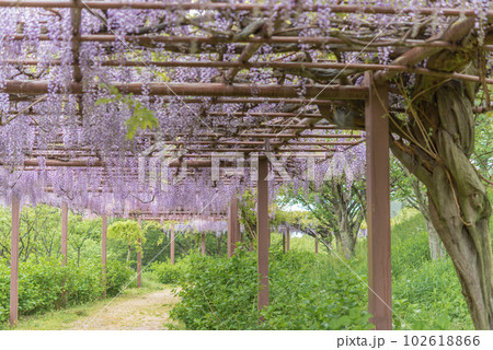 種松山公園の藤の花 種松山公園の藤の花 102618866