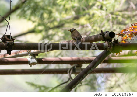 ガビチョウ 102618867