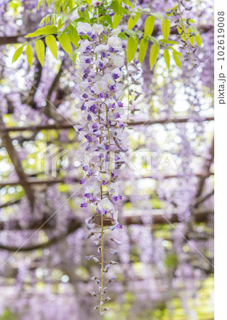 種松山公園の藤の花 種松山公園の藤の花 102619008