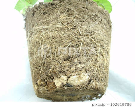 根詰まりした植物の根っこ 102619786