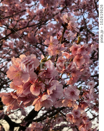 河津桜 *** KAWADU-SAKURA *** 河津桜 *** KAWADU-SAKURA *** 102619826