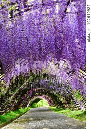 油絵 絵画 【藤のトンネル】 河内藤園 藤のトンネルの写真素材 [40209965] - PIXTA
