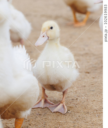 white ducks on farm graze in herd, cute pets birds. taking care of cattle in backyard. white ducks on farm graze in herd, cute pets birds. taking care of cattle in backyard. 102619983
