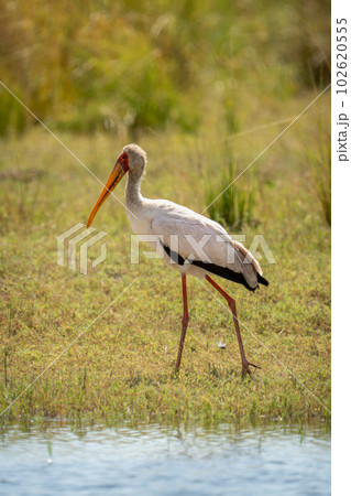 Yellow-billed stork walks along riverbank on grass Yellow-billed stork walks along riverbank on grass 102620555
