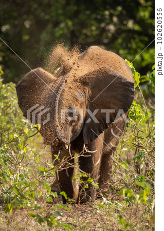 Young African elephant squirting sand over head 102620556