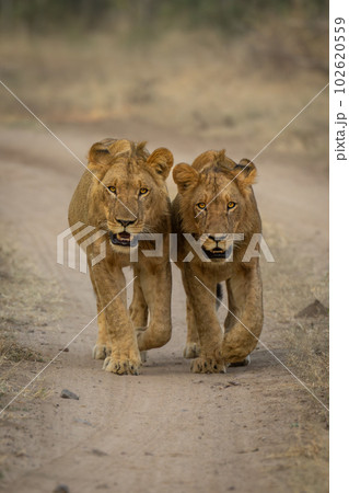 Two young male lions walk down track 102620559