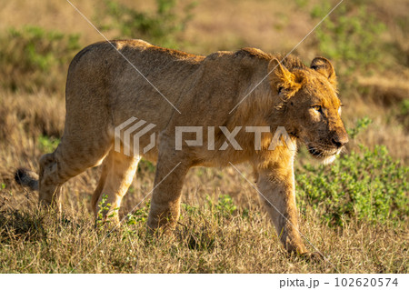 Young male lion crosses grass in sunshine 102620574