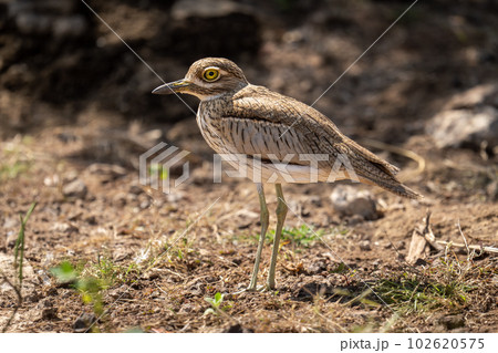 Water thick-knee stands watching camera in sunshine 102620575