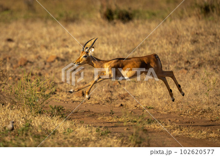 Young male common impala leaps across track 102620577