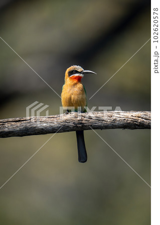White-fronted bee-eater perches on branch turning head 102620578