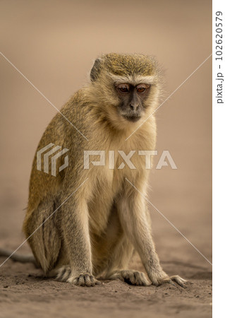 Vervet monkey sits on sand staring down 102620579