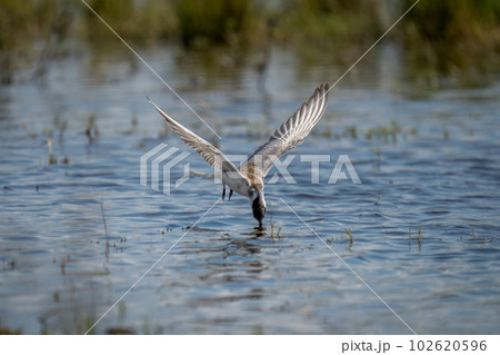Whiskered tern dives for fish in river 102620596