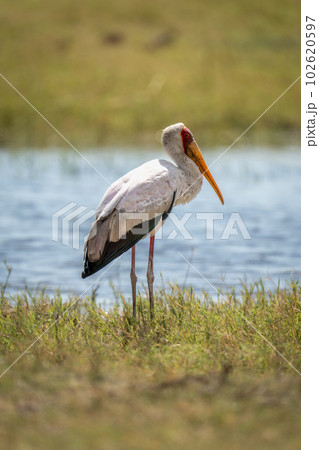 Yellow-billed stork stands in profile on riverbank Yellow-billed stork stands in profile on riverbank 102620597