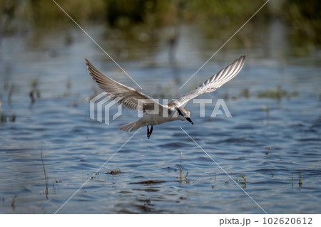 Whiskered tern flies off with small fish 102620612