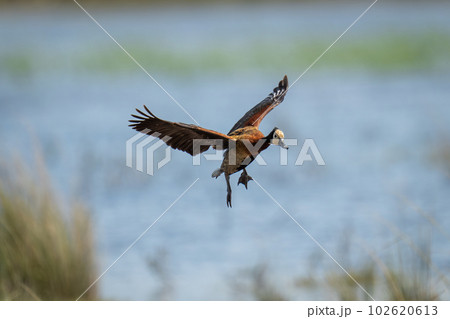 White-faced whistling-duck about to land beside river 102620613