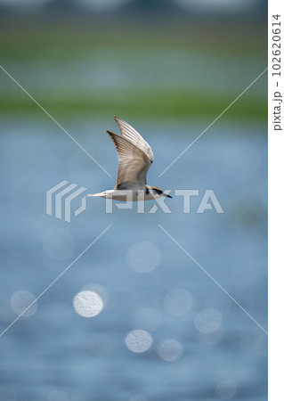 Whiskered tern flies over water in sunshine 102620614