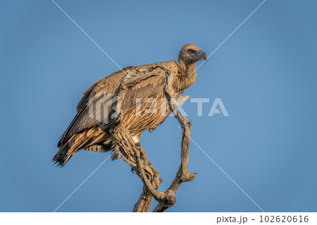 White-backed vulture in tree under blue sky 102620616