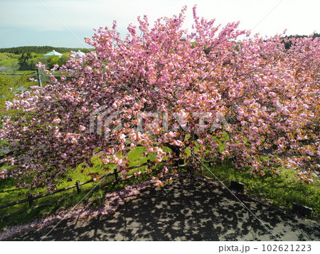 公園の満開の八重桜　空撮 102621223