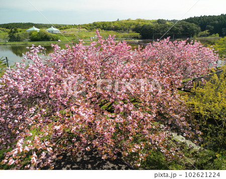公園の満開の八重桜 空撮 公園の満開の八重桜 空撮 102621224