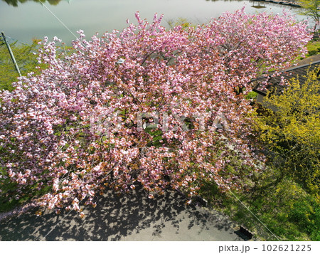 公園の満開の八重桜 空撮 公園の満開の八重桜 空撮 102621225