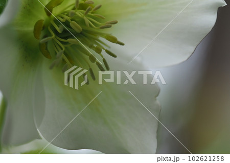 クリスマスローズの白い花のアップ クリスマスローズの白い花のアップ 102621258