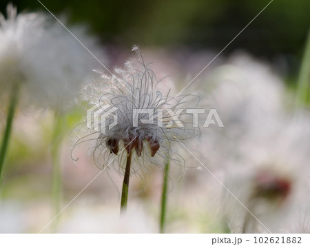 花の後のオキナグサの綿毛 102621882