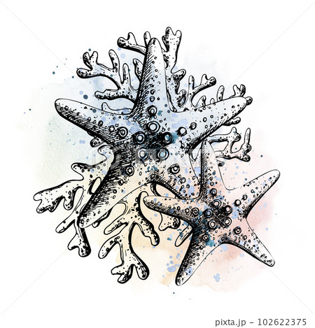 Starfish with corals graphic with watercolor spots and splashes in blue and pink. An illustration drawn by hand. Isolated composition on a white background for prints, stickers, posters, postcards 102622375