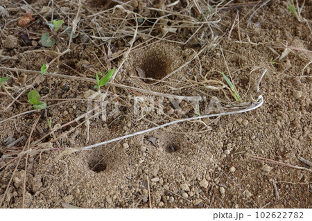 里山の生きもの ウスバカゲロウの幼虫の巣 アリジゴク 里山の生きもの ウスバカゲロウの幼虫の巣 アリジゴク 102622782
