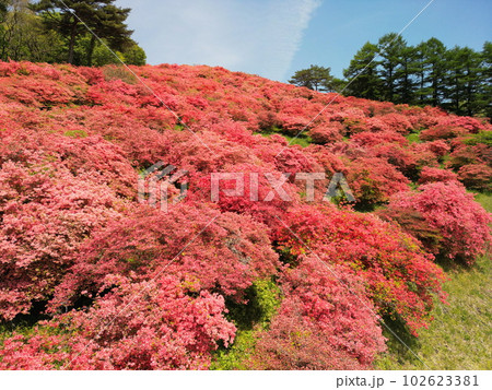 田束山のツツジ 空撮 田束山のツツジ 空撮 102623381