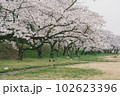 Sakura Cherry Blossoms blooming in Miyagawa Ryokuchi Park 102623396
