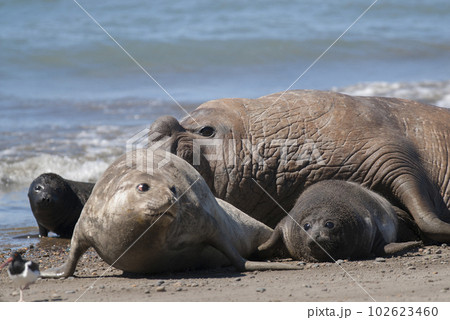 Elephant seal family, Peninsula Valdes, Patagonia, Argentina 102623460