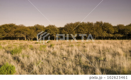 Pampas forest environment, La Pampa province, Argentina. 102623461