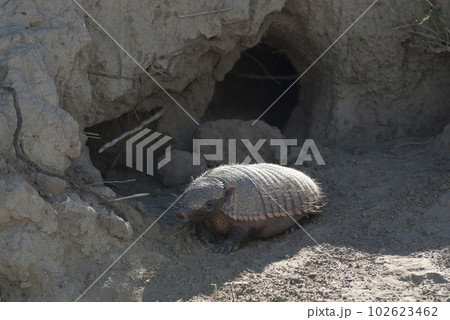 Hairy Armadillo, in desert environment, Peninsula Valdes, Patagonia, Argentina 102623462