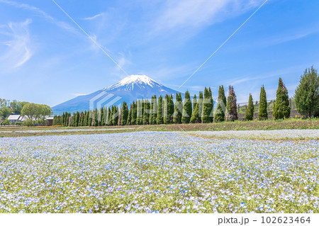 満開のネモフィラと快晴の富士山 102623464